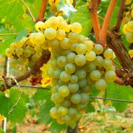 Саженец Виноград Шардоне в контейнере